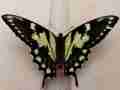 Papilio glaucus (live, aberrant, midland, midland county, michigan, 6-7-2013) (Internet Image property of respective owner, non-commercial use only)
